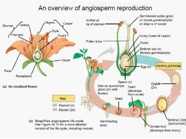 PPT – Anther/Pollen culture PowerPoint presentation | free to download - id: 3aef06-NGY1Z