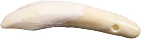 Portland Mall One Hundred 100 Drilled Genuine Water Buffalo Teeth 174-100