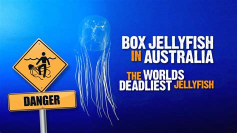 Box Jellyfish in Australia - 9 facts about the worlds deadliest ...