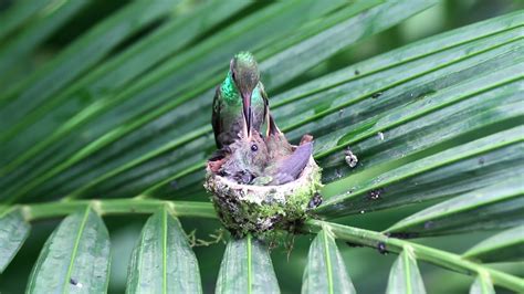 Rufous tailed Hummingbird nesting - YouTube