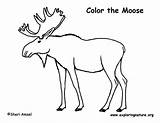 Winter Moose Coloring Page Pages sketch template