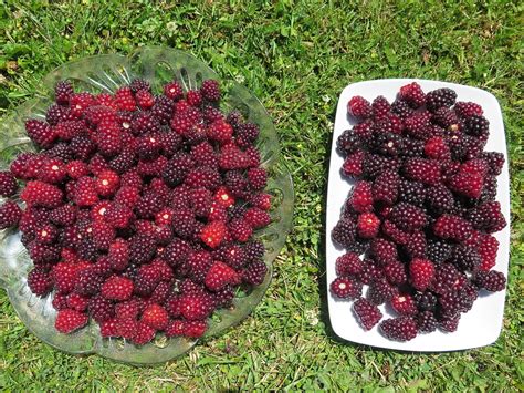 Boyseneberry Floricane Producing Heirloom Organic Raspberry Plant ...