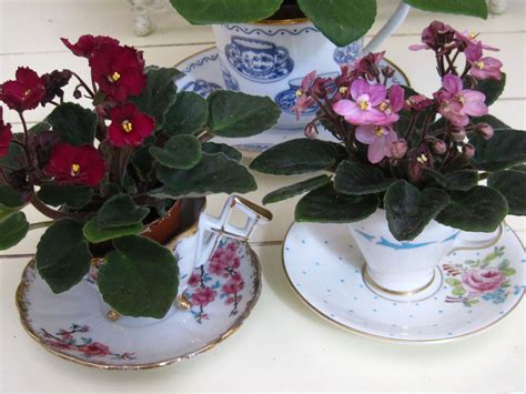 Tea With Friends: Miniature African violets in teacups