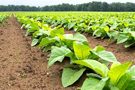 230+ Tobacco Farming Process Stock Photos, Pictures & Royalty-Free Images - iStock