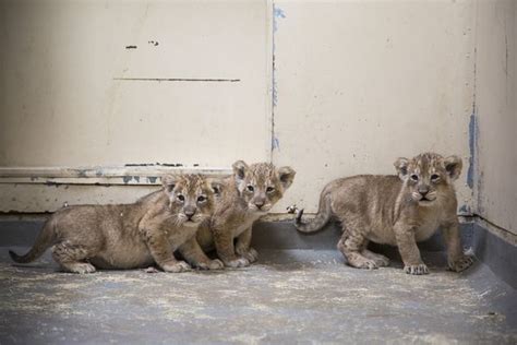 Rare Asiatic Lion Cubs Have Their First Checkup - ZooBorns