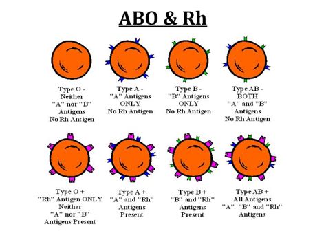 PPT - ABO Blood Groups PowerPoint Presentation - ID:2847004