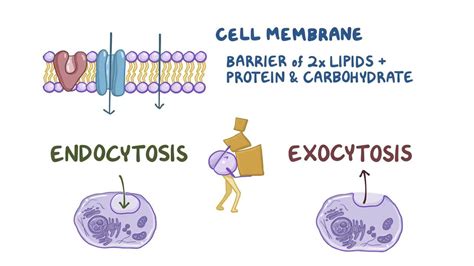 Endocitosis y exocitosis: Vídeo, Anatomía & Definición | Osmosis