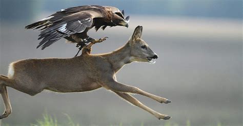 Video shows trained Golden Eagle hunting deer - GetZone