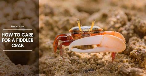 Fiddler Crab: Care, Food, Tank Mates, Habitat, and Tank Setup