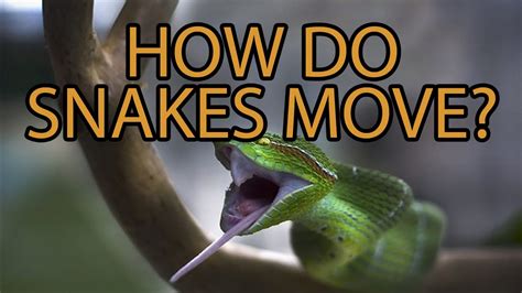 The Science of Snake Movement - YouTube