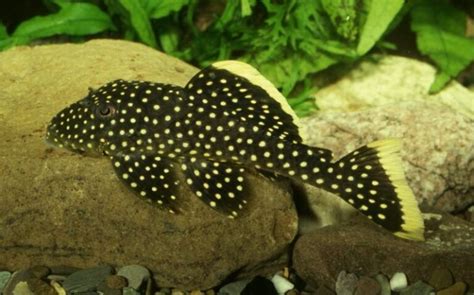 Complete Guide for Snowball Pleco Care, Growth, Feeding and Diseases