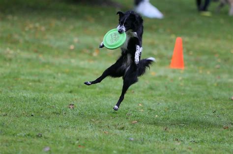 Ruff competition: Canine frisbee club opens winter toss-and-fetch ...