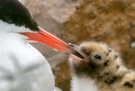 Manmade Common Tern breeding platform on Behance