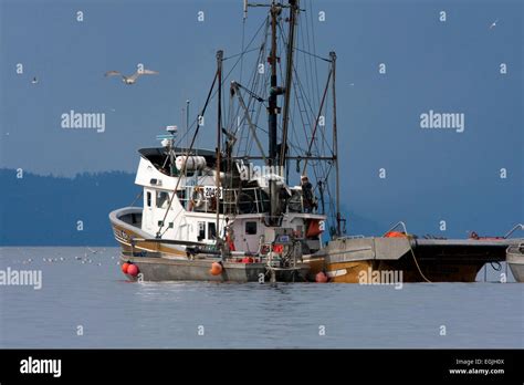 Fishing boat fishing for pacific herring in Strait of Georgia (Salish Sea) near Nanaimo ...