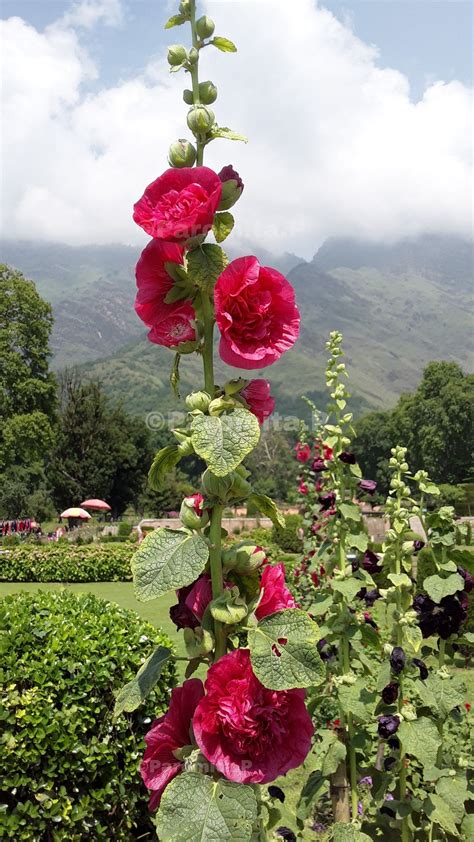 Journey to the Paradise: Jammu and Kashmir | Hollyhocks flowers, Jammu ...