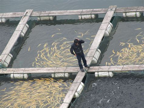 Fish Farming Isn't So Evil After All | Green Prophet