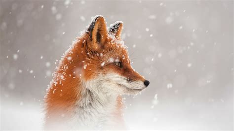 1920x1080 Fox Snow Laptop Full HD 1080P ,HD 4k Wallpapers,Images,Backgrounds,Photos and Pictures