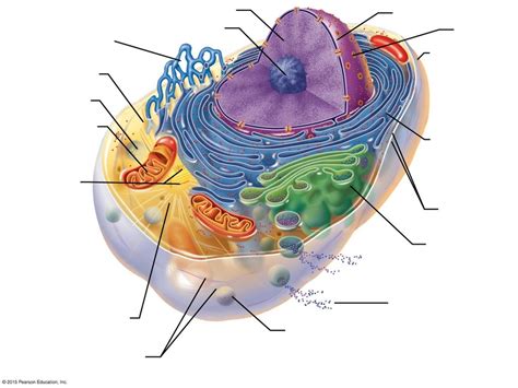 Cell Diagram Diagram | Quizlet