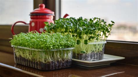 How to grow cress: expert tips for sowing and growing | Gardeningetc