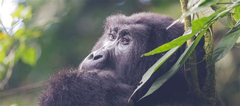 Gorilla trekking - Gorilla Trekking Tours ,Gorilla Trekking Safaris