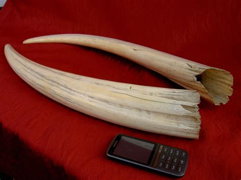 Pair of Walrus Tusks..pre 1947 | Walrus tusks, Antique items, Taxidermy