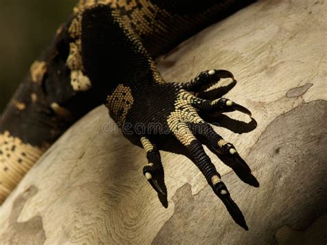 Lizard Claw on Tree stock photo. Image of nature, wild - 8976728