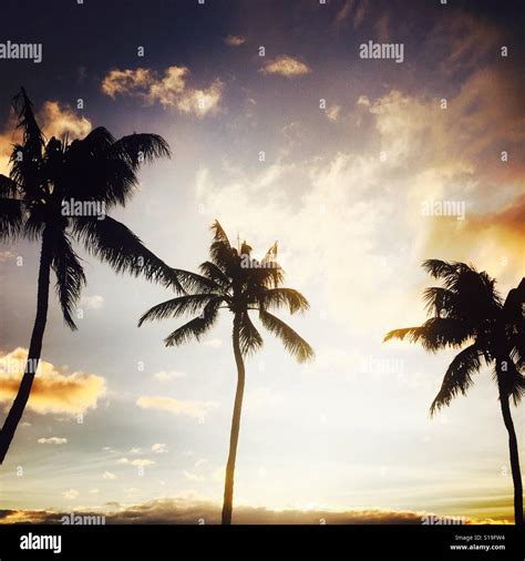 Palm trees at sunset. Maui, Hawaii USA Stock Photo - Alamy