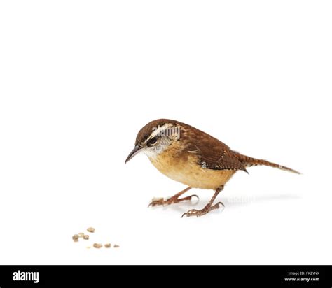 Wren feeding Cut Out Stock Images & Pictures - Alamy