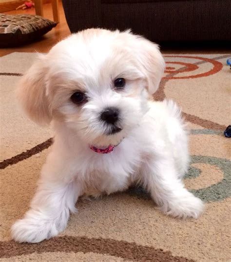 malshi puppy haircuts - Google Search Teddy Bear Puppies, Teacup Puppies, Cute Puppies, Cute ...