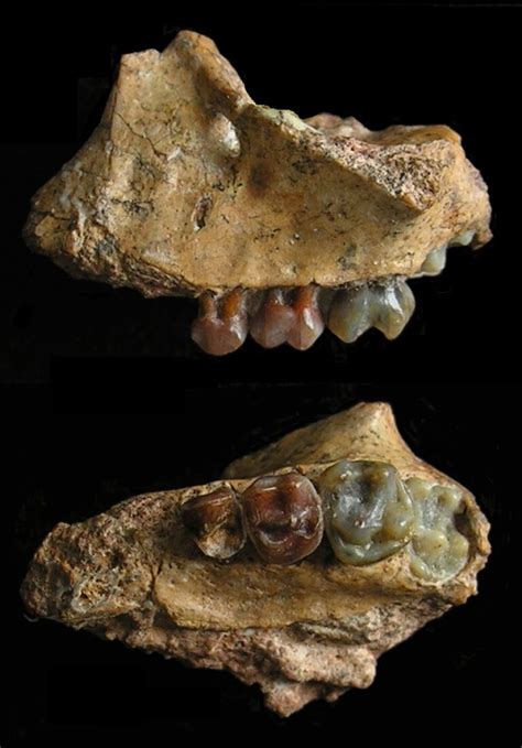 Early gibbon fossil found in southwest China: Discovery fills ...