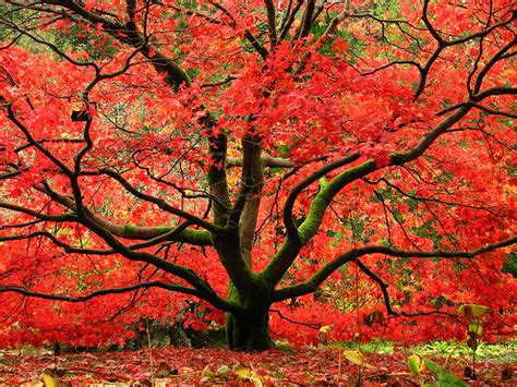 Four Fantastic Trees for Fall Foliage | The Parke Company