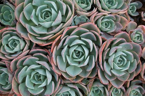 Succulent Aesthetic Desktop Wallpapers on WallpaperDog