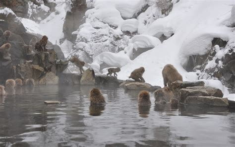 Snow Monkeys in Japan: Ultimate Guide for Visiting Jigokudani Snow Monkey Park