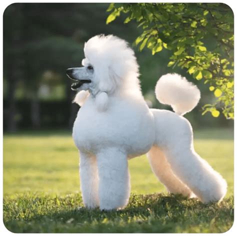 The Best Dog Clippers for Poodles - DogCareLife