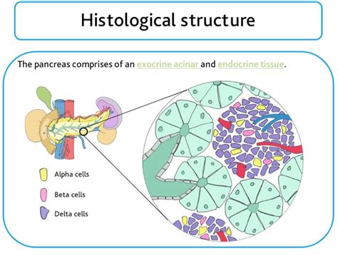 Pancreas Histology Diagram