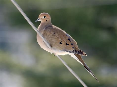 Mourning Dove | Karvelis | Columbidae: Zenaida macroura. Tur… | Flickr