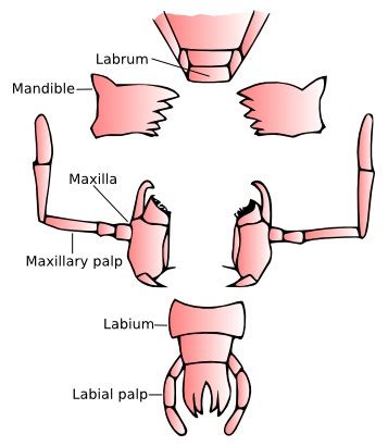 55 Awesome Mouthparts Of Insects Biology Discussion - insectza