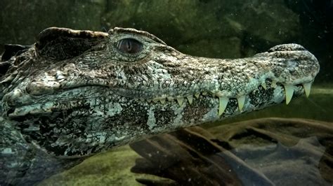 Crocodiles of the World Oxfordshire UK. | James Holme | Flickr