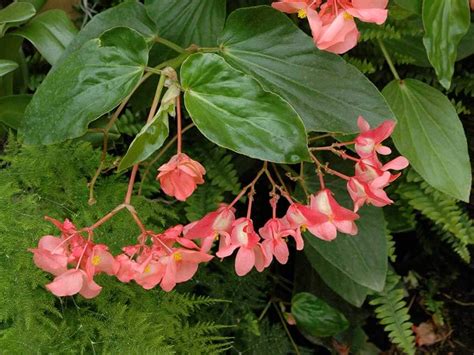 Begonia Tamaya - Begonia ibrida Tamaya (Begonia corallina) - Giardinaggio.mobi