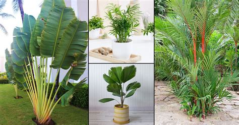 Varieties Of Palm Plants Shop Stock | www.gbu-presnenskij.ru