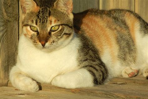 What is a Calico Cat? [With Images] - Cat-World