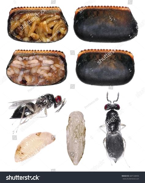 Parasitic Wasp Aprostocetus Hagenowii American Cockroach Stock Photo ...