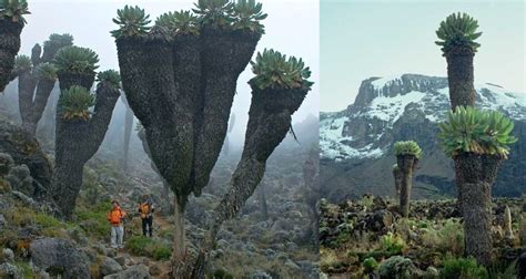 Giant Groundsels on Mt. Kilimanjaro (Prehistoric Plant)