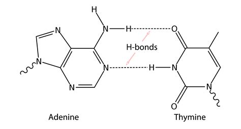 BioBook | Leaf: What is hydrogen bonding and how does it hold DNA and RNA strands together?