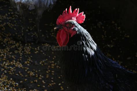 Black australorp rooster stock photo. Image of orpington - 33537850