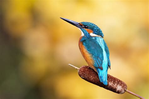 Kingfisher Bird Facts | Alcedo Atthis