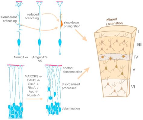 Cells | Free Full-Text | Ariadne’s Thread in the Developing Cerebral Cortex: Mechanisms Enabling ...