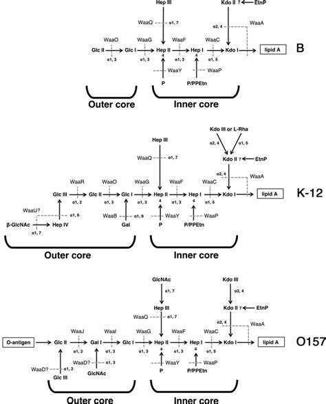 Structures of lipopolysaccharide (LPS) in E. coli B, K-12, and O157 ...