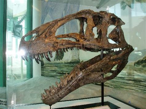 Real Dinosaur Fossil - Picture of Raleigh, North Carolina - TripAdvisor