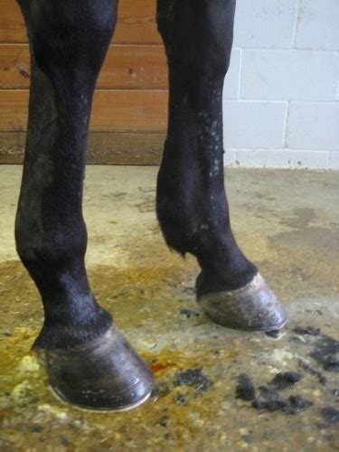 Forever Horses: Tendon and Ligament Injuries